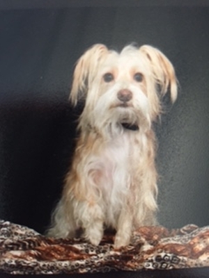 Safe Dandie Dinmont Terrier in Lancaster, TX