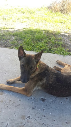Safe German Shepherd Dog in Port Saint Lucie, FL