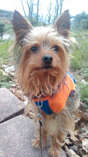Safe Yorkshire Terrier in Chattanooga, TN