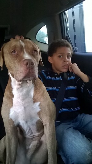 Safe American Staffordshire Terrier in Middle River, MD
