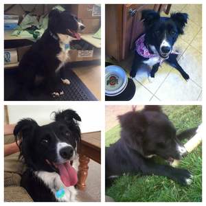 Safe Border Collie in Akron, OH