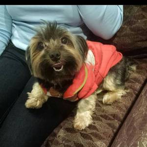 Safe Yorkshire Terrier in Brooklyn, NY