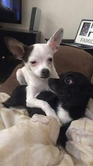 Safe Chihuahua in Rio Rancho, NM