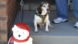 Safe Beagle in Mount Washington, KY