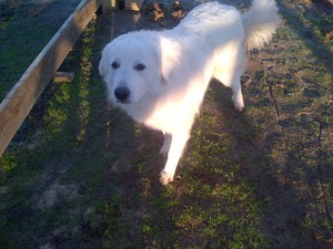 Safe Great Pyrenees in Royse City, TX