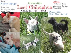 Safe Chihuahua in Altamonte Springs, FL