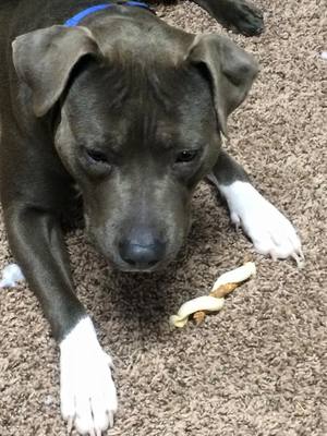 Safe Pit Bull in Englewood, CO