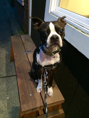 Safe Boston Terrier in Troutdale, OR