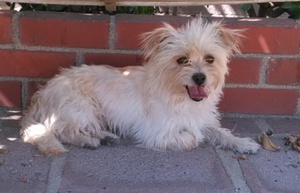 Safe Australian Terrier in North Hollywood, CA