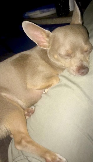 Safe Chihuahua in Houston, TX