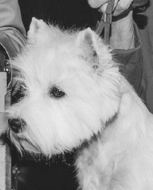 Safe West Highland White Terrier in Lakewood, CA