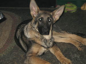 Safe German Shepherd Dog in Camden, NY