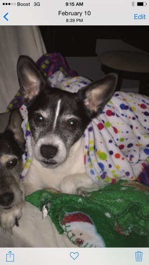 Safe Jack Russell Terrier in Essex, MD