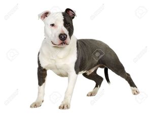 Safe American Staffordshire Terrier in Victorville, CA