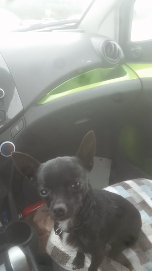 Safe Chihuahua in Roanoke, VA