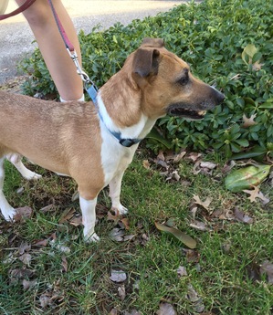 Safe Jack Russell Terrier in Lutherville Timonium, MD