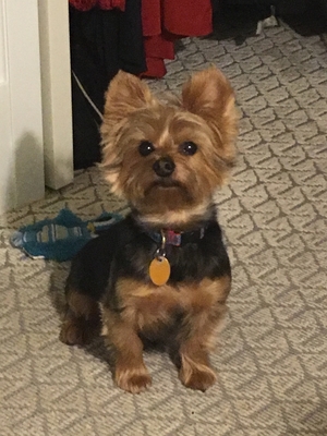 Safe Yorkshire Terrier in New York, NY