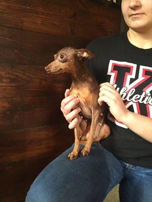 Safe Chihuahua in Swedesboro, NJ