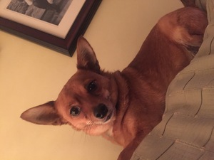 Safe Chihuahua in Ephrata, PA