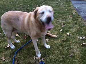 Safe Labrador Retriever in Weatogue, CT