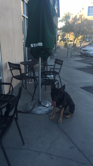 Safe German Shepherd Dog in Las Vegas, NV