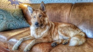 Safe Collie in Lothian, MD