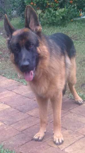 Safe German Shepherd Dog in Jacksonville, FL