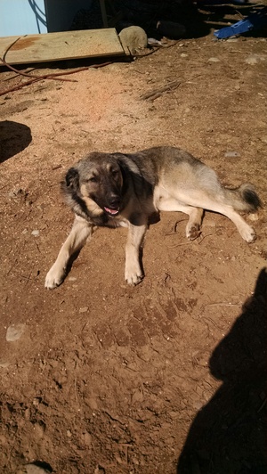 Safe Anatolian Shepherd Dog in Sandpoint, ID