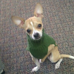 Safe Chihuahua in Rocklin, CA