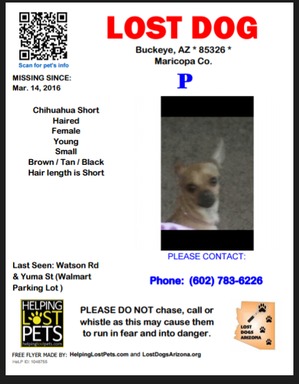 Safe Chihuahua in Buckeye, AZ