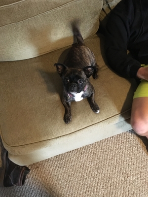 Safe Pug in Rochester, NY