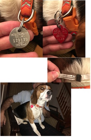 Safe Beagle in Montgomery Village, MD