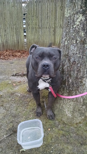 Safe Pit Bull in Shirley, NY