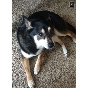 Safe Mutt in Saint Charles, MO