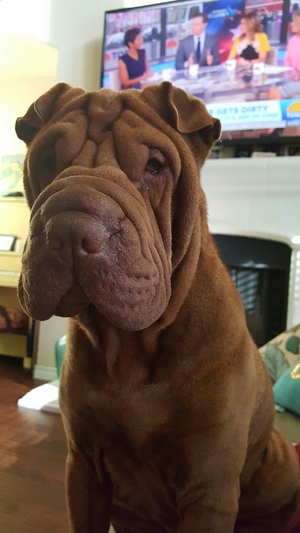 Safe Chinese SharPei in Wylie, TX
