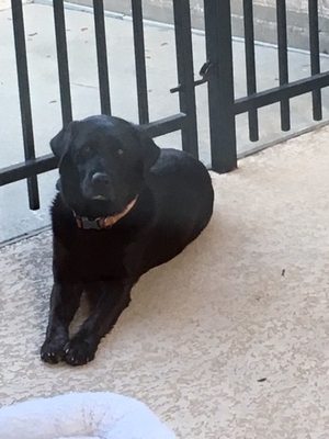 Safe Labrador Retriever in Houston, TX
