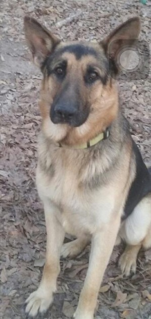 Safe German Shepherd Dog in Livingston, TX