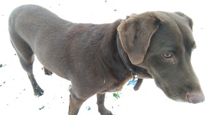 Safe Labrador Retriever in Brady, TX