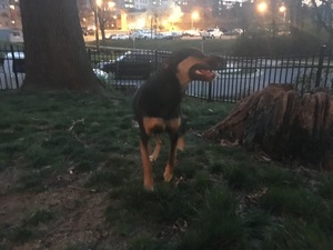 Safe Rottweiler in Silver Spring, MD