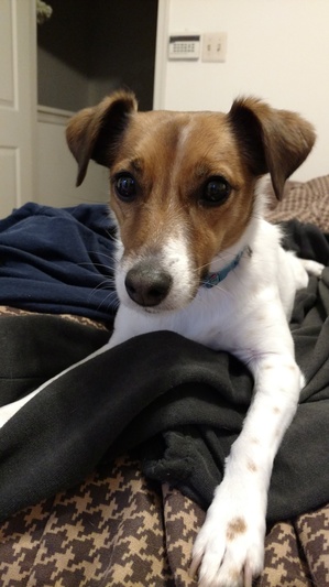 Safe Jack Russell Terrier in Baltimore, MD