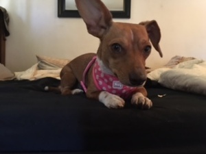 Safe Chihuahua in Fallbrook, CA