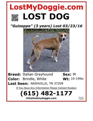Safe Italian Greyhound in Goodlettsville, TN