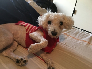 Safe Poodle in Brooklyn, NY