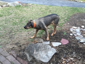 Safe German Shepherd Dog in Blairstown, NJ