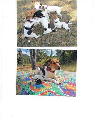 Safe Jack Russell Terrier in Middleton, ID