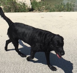 Safe Labrador Retriever in Richmond, TX