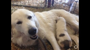 Safe Great Pyrenees in Uvalde, TX