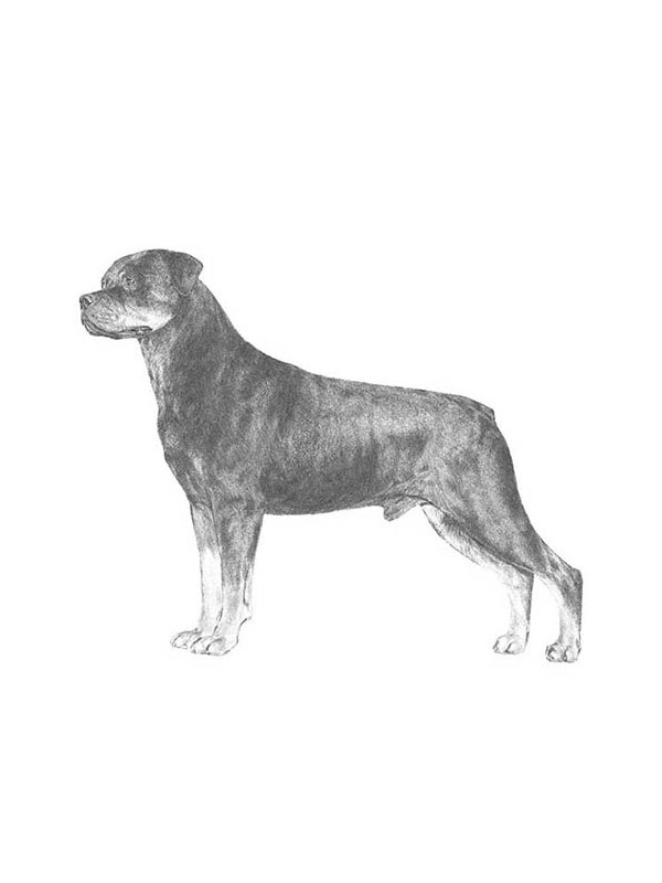 Safe Rottweiler in Dorena, OR