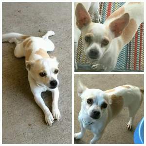 Safe Chihuahua in Merced, CA