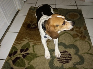 Safe Beagle in Hialeah, FL